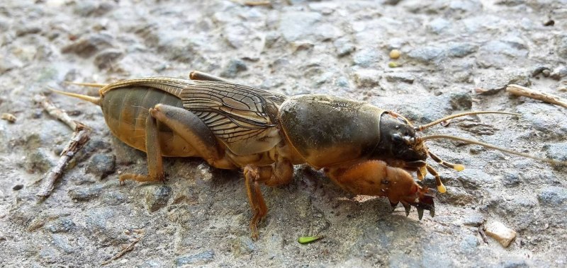 Медведка обыкновенная Gryllotalpa Gryllotalpa