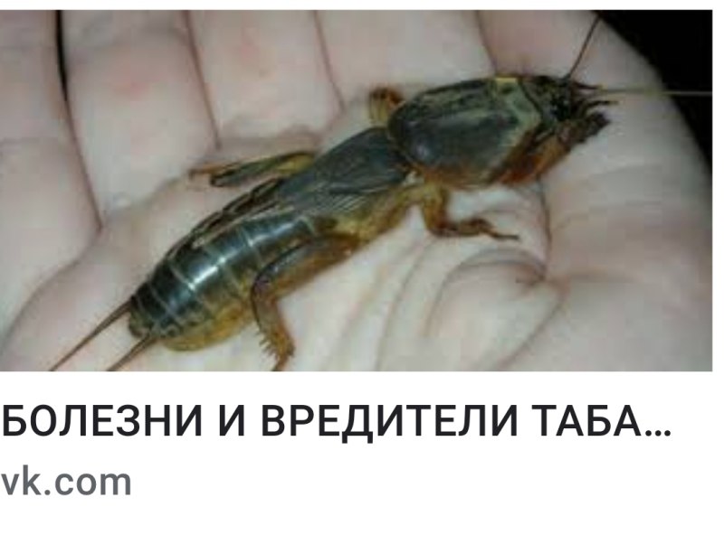 Медведка насекомое