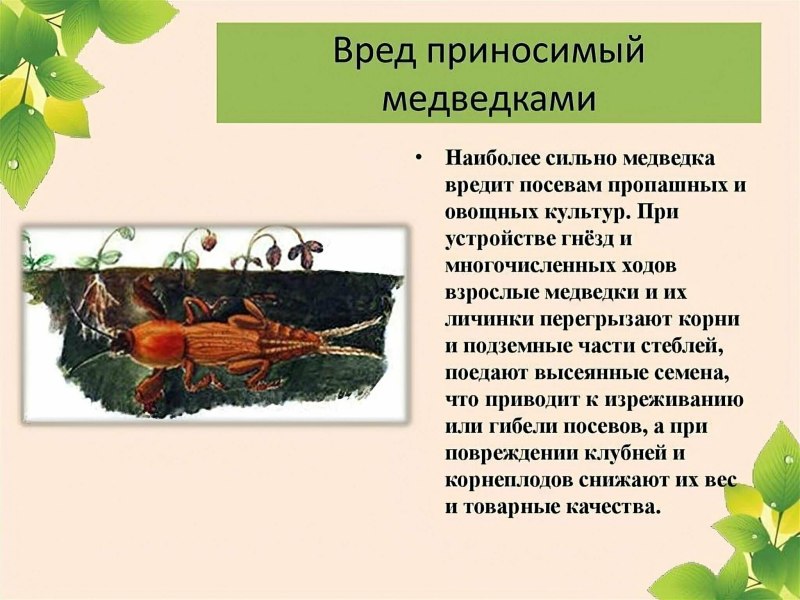 Слайд медведка