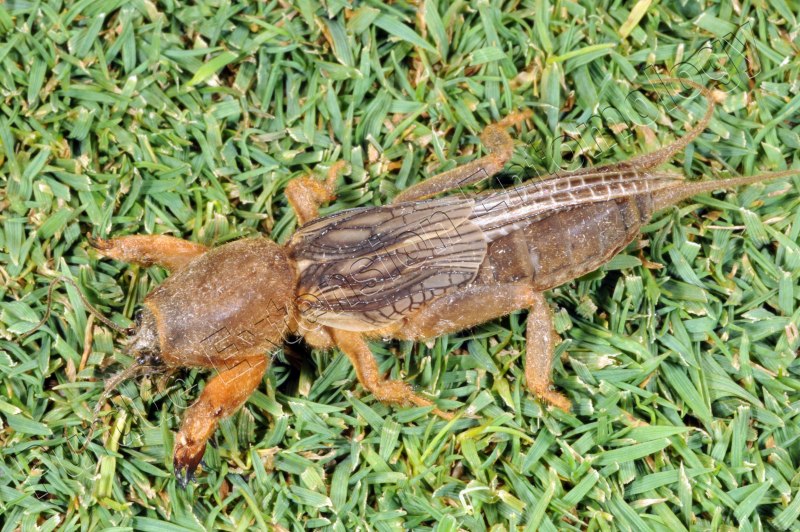 Медведка Mole Cricket.