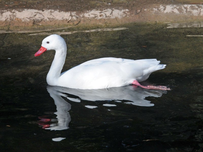 Swan Zoo