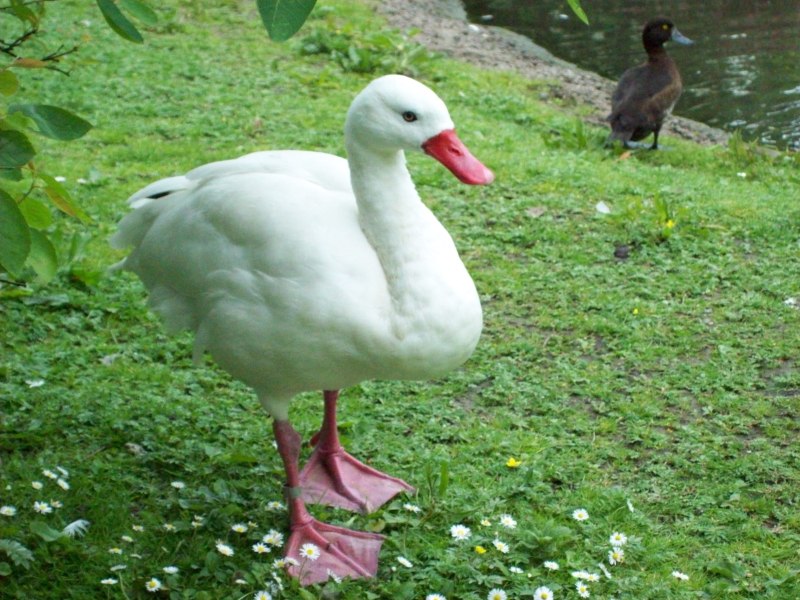 Llanelli Wetland Centre