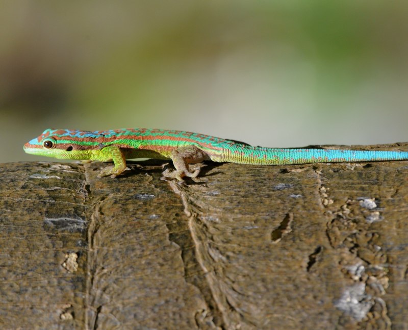 Phelsuma cepediana