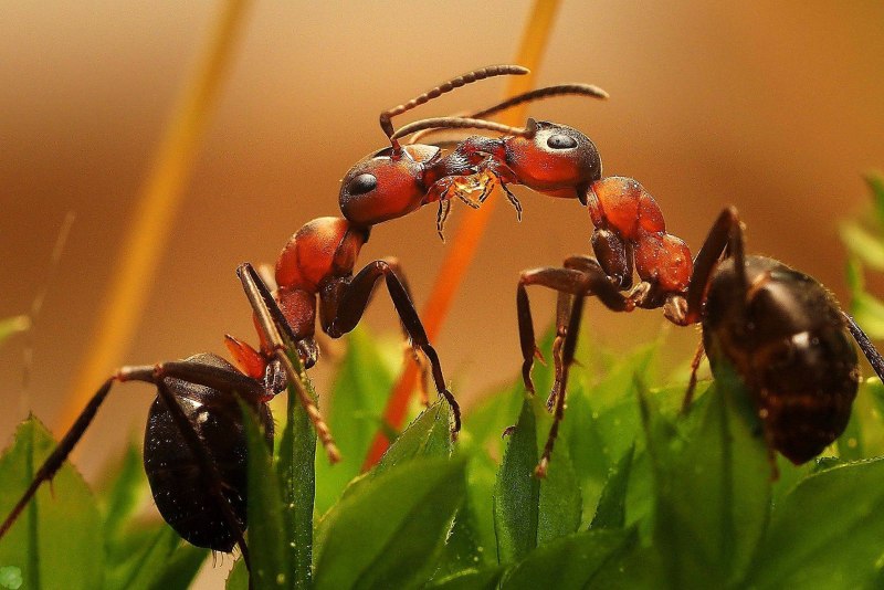 Рыжий Лесной муравей (Formica Rufa)