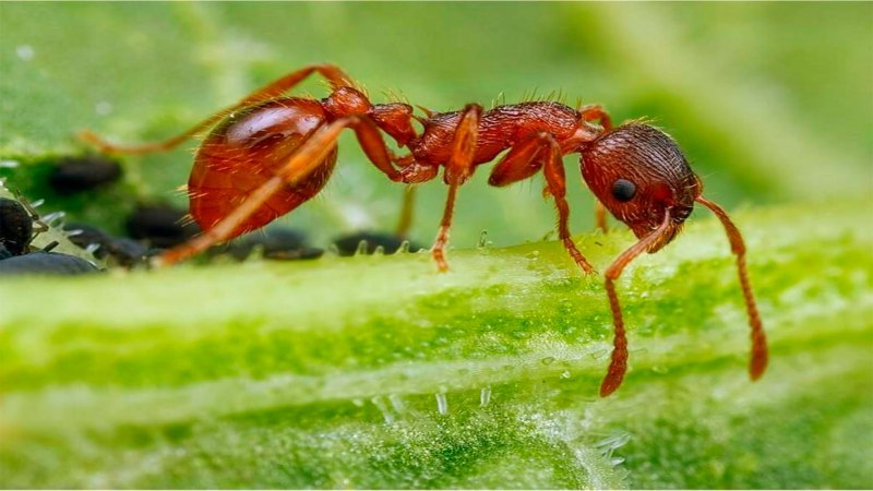 Муравьи Myrmica rubra