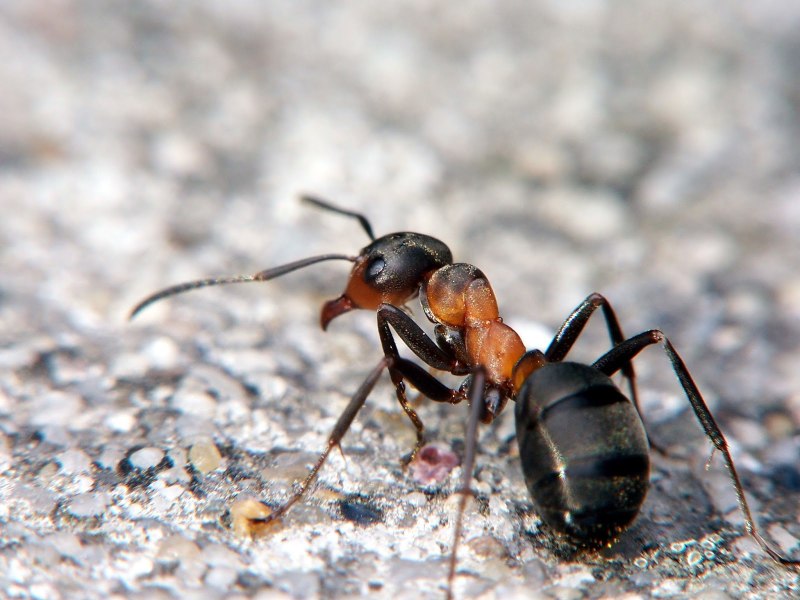 Рыжий Лесной муравей (Formica Rufa)