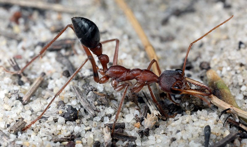 Camponotus Gigas матка
