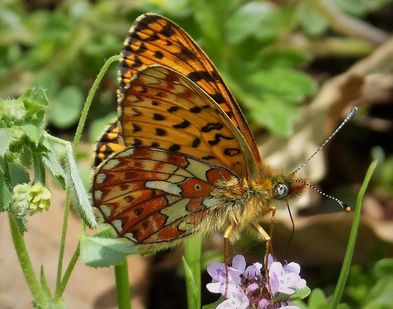 Clossiana Euphrosyne