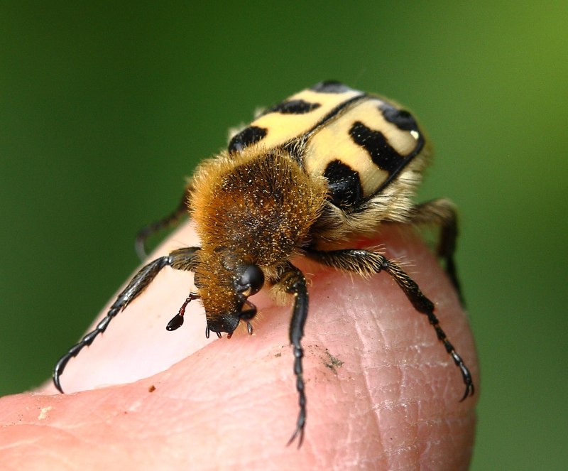 Жук Trichius fasciatus