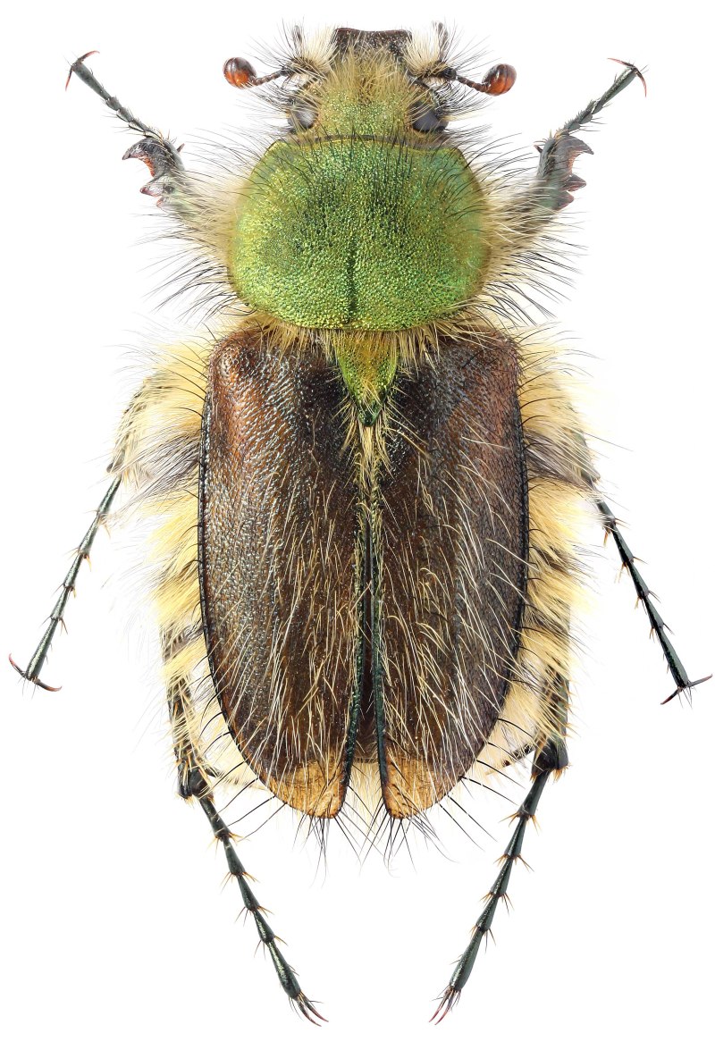 Pygopleurus Vulpes