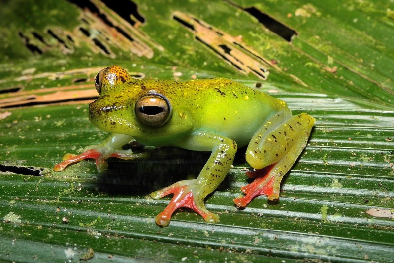 Boophis rappiodes
