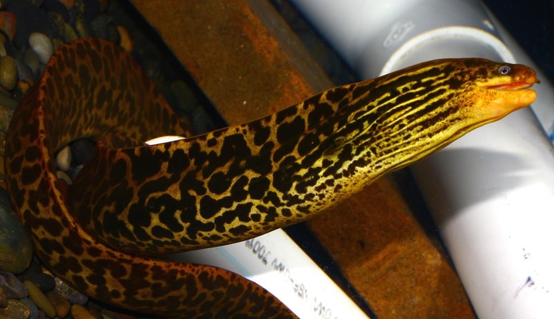 Gymnothorax polyuranodon