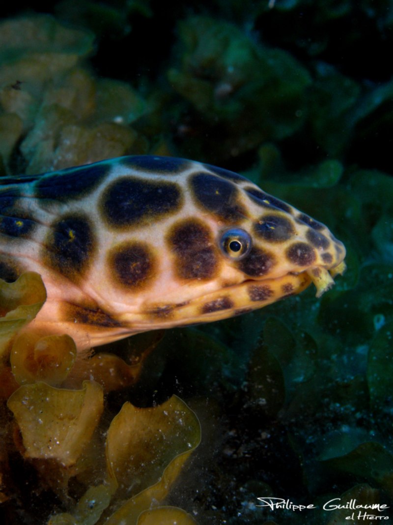 Myrichthys pardalis