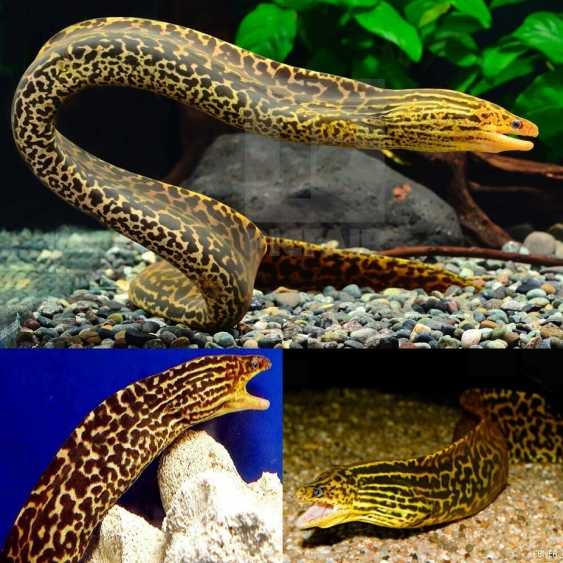 Gymnothorax polyuranodon
