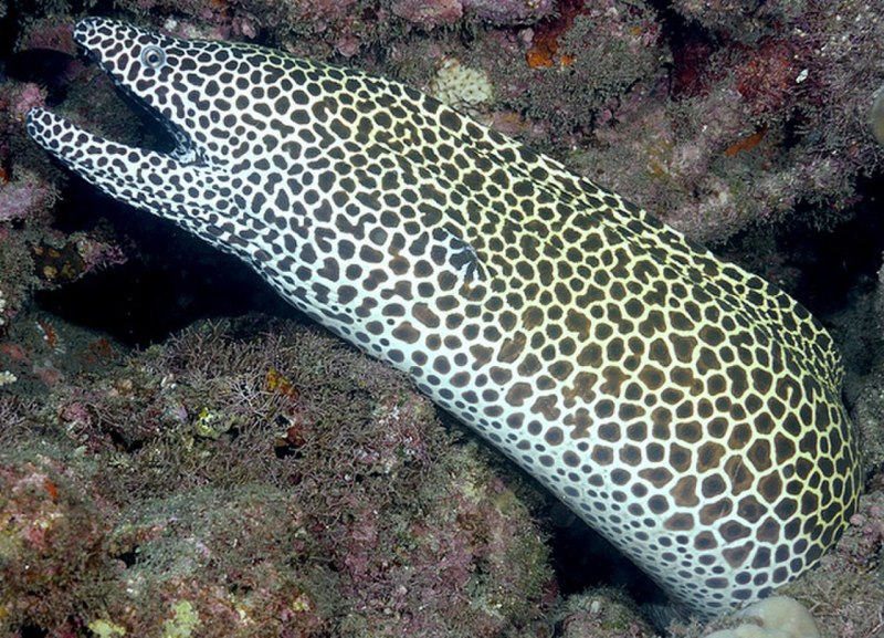 Gymnothorax favagineus