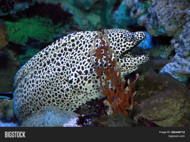 Мурена пятнистая Gymnothorax favagineus содержание совместимость