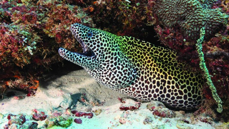 Gymnothorax favagineus