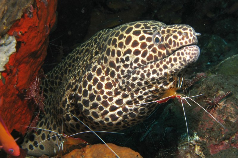Gymnothorax Muraena