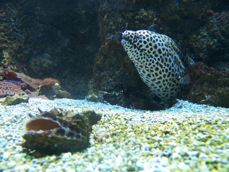 Gymnothorax favagineus / леопардовая мурена