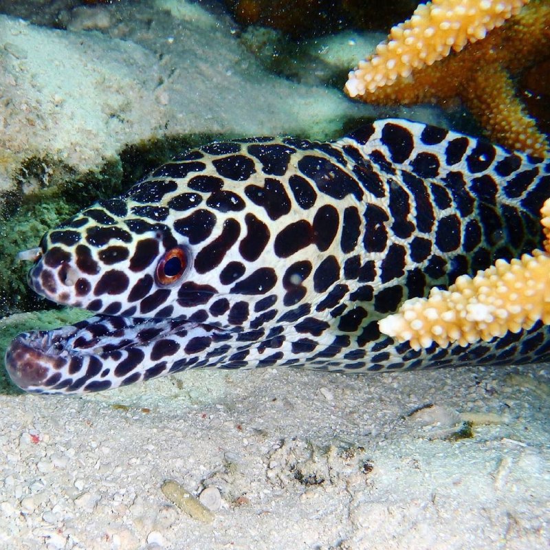 Moray eel