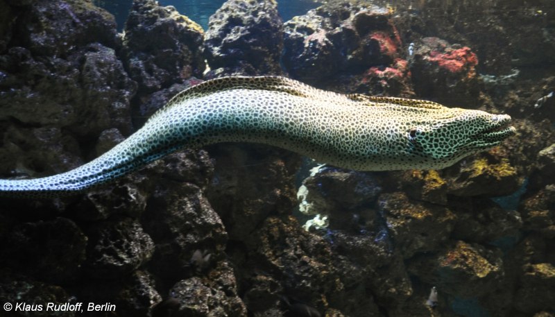 Gymnothorax favagineus