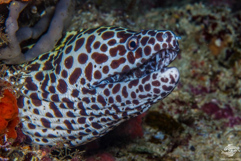 Gymnothorax favagineus