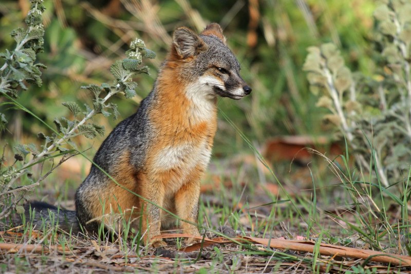 Островная лисица Urocyon littoralis