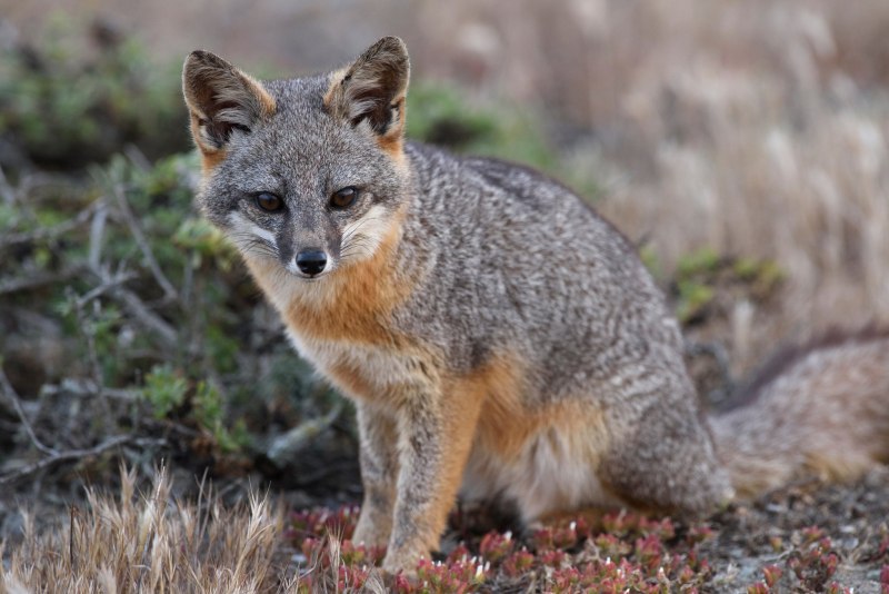 Островная лисица Urocyon littoralis