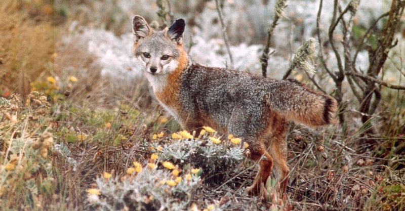 Островная лисица Urocyon littoralis