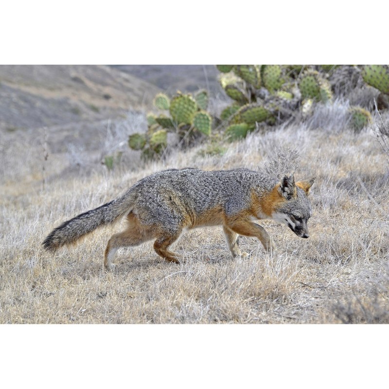 Urocyon littoralis