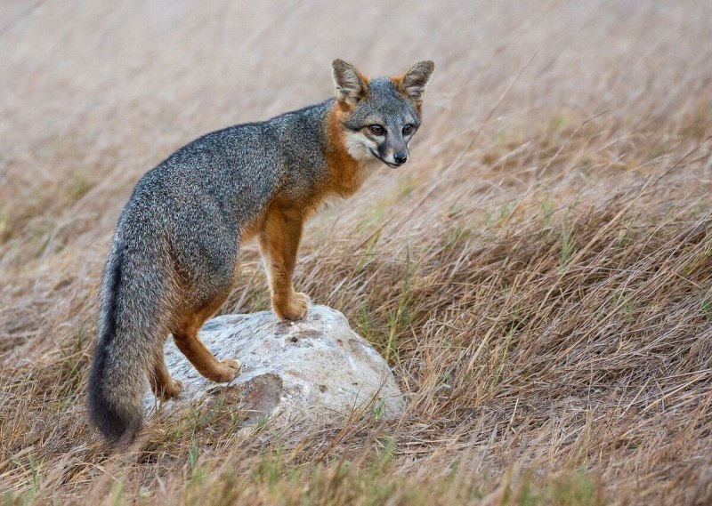 Hoary Fox