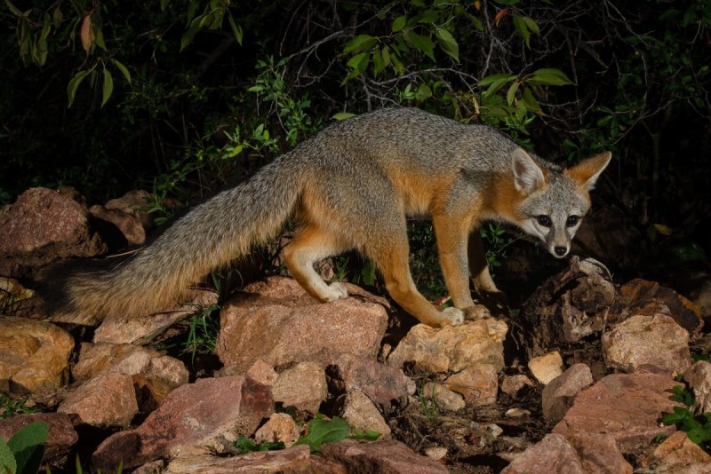 Островная лисица Urocyon littoralis