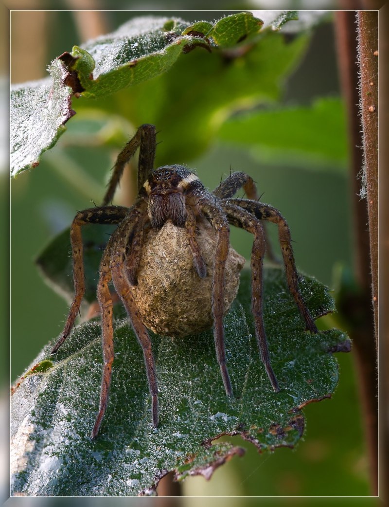 Dolomedes fimbriatus - охотник каёмчатый
