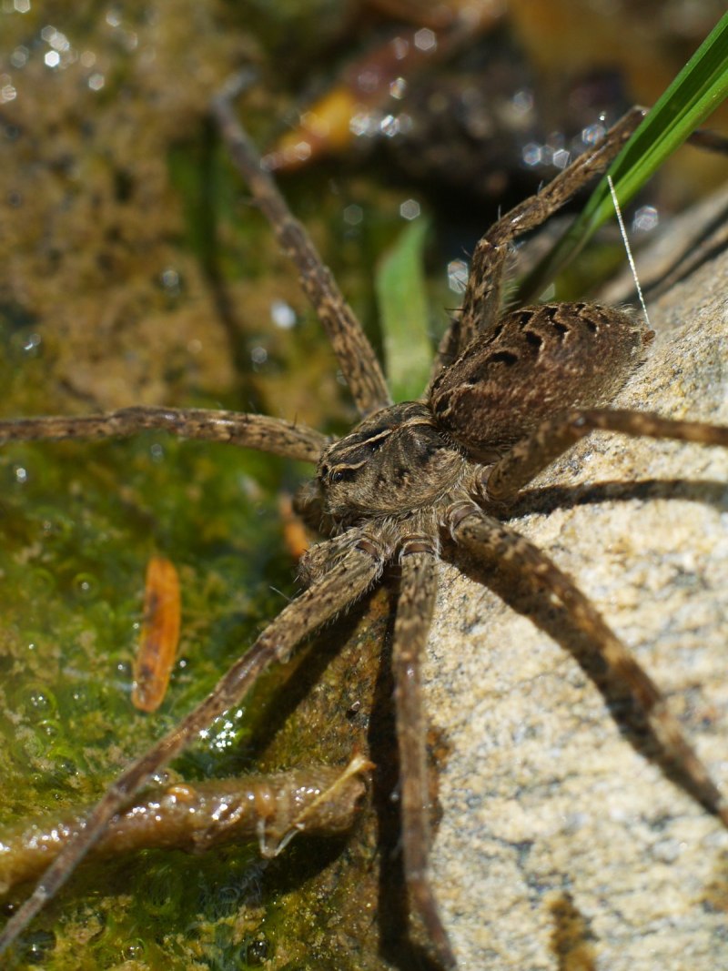 Dolomedes fimbriatus паук