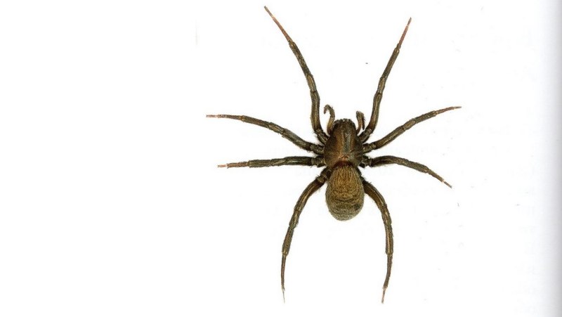 Kikimora palustris паук