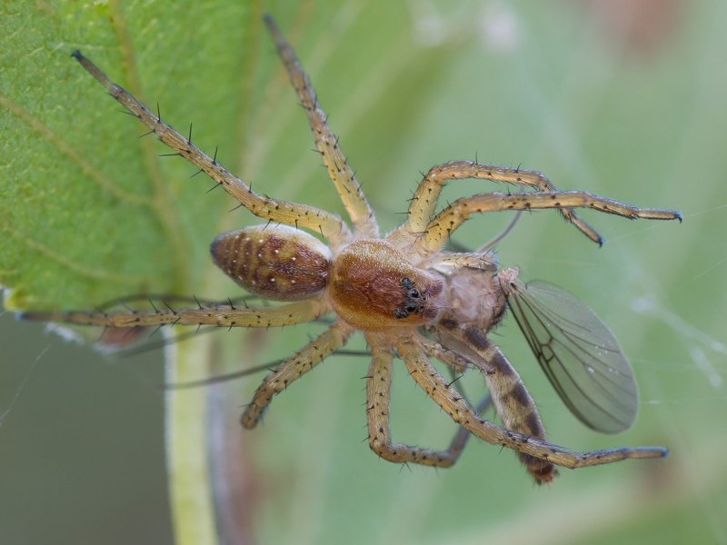 Dolomedes fimbriatus - охотник каёмчатый