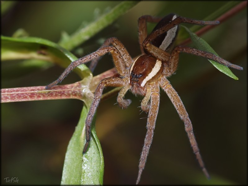 Dolomedes fimbriatus - охотник каёмчатый