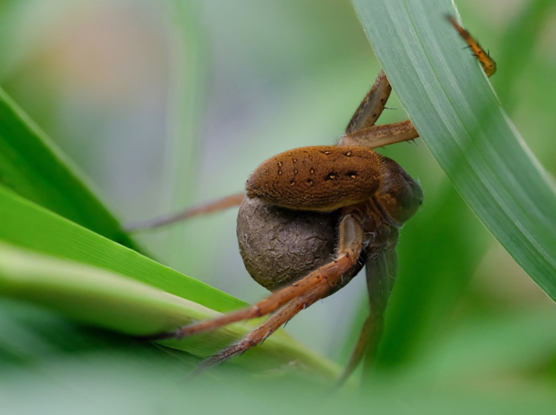 Dolomedes plantarius паук