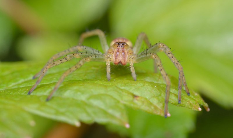 Паук каёмчатый охотник (Dolomedes fimbriatus) самка