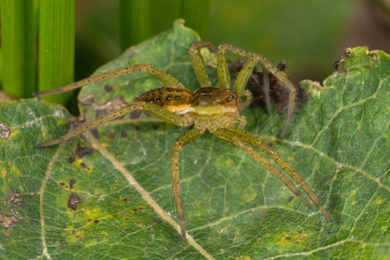 Dolomedes fimbriatus паук
