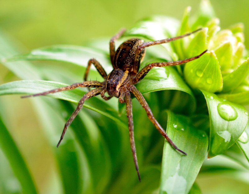 Паук-охотник Dolomedes plantarius