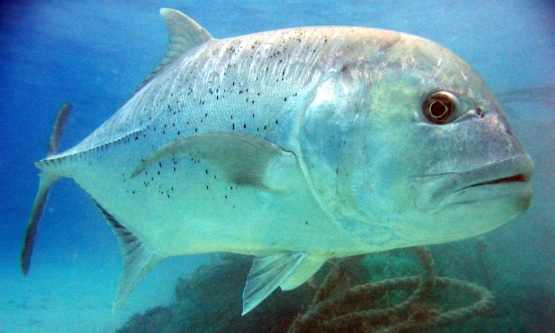Giant Trevally рыба