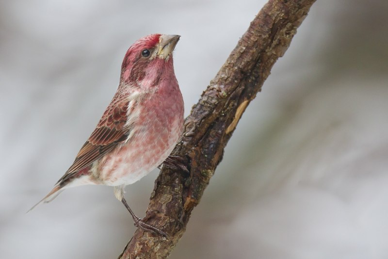 Пурпурная чечевица-самец (Carpodacus purpureus)