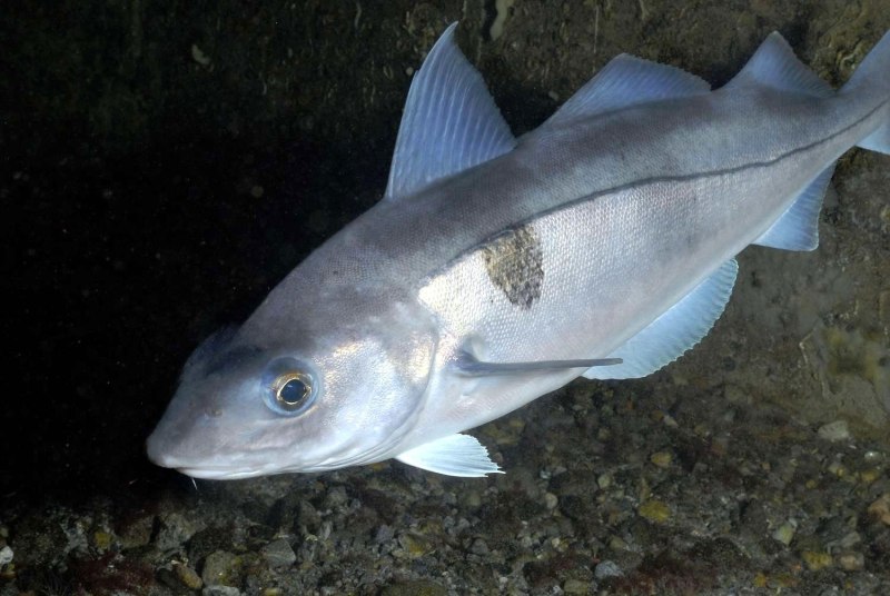 Пикша (Melanogrammus aeglefinus)