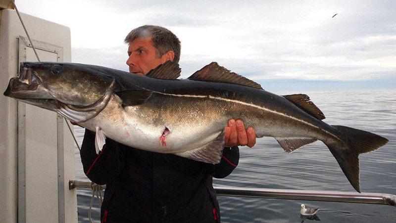 Морская рыба Сайда