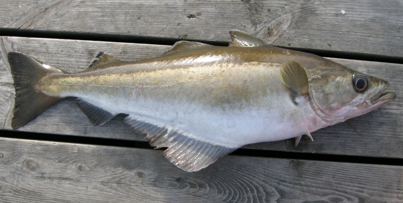 Pollachius Pollachius