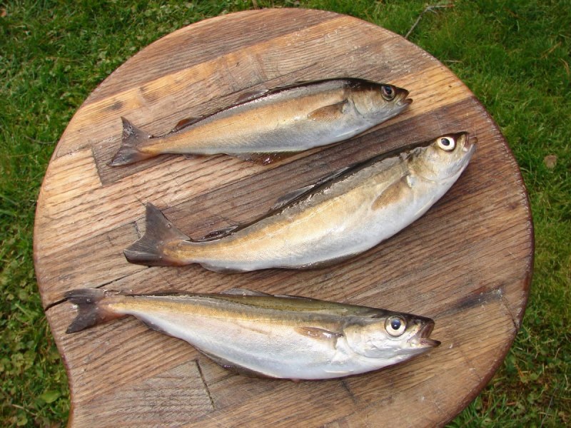 Pollock Fish
