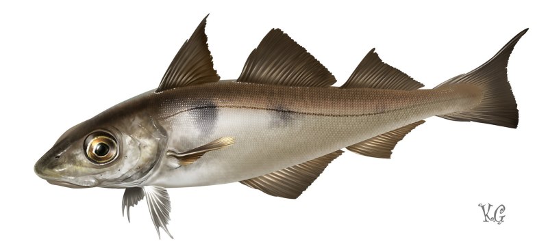 Пикша (Melanogrammus aeglefinus)