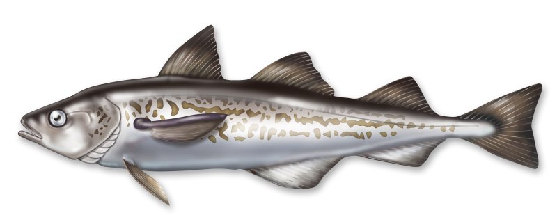 Alaska Pollock рыба