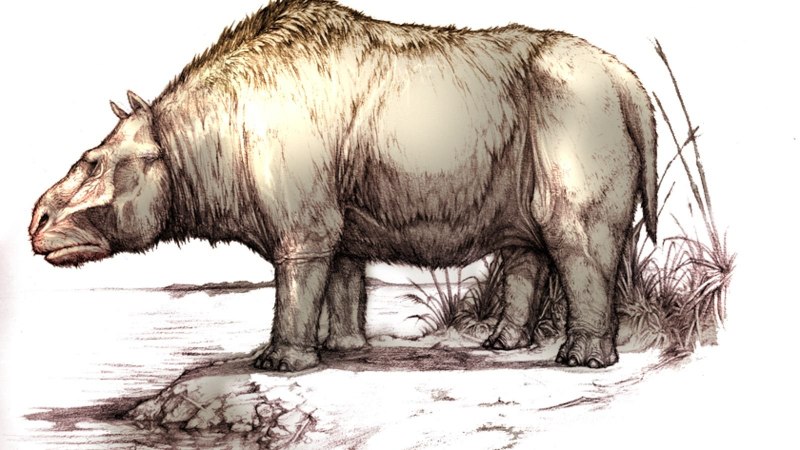 Toxodon darwinii